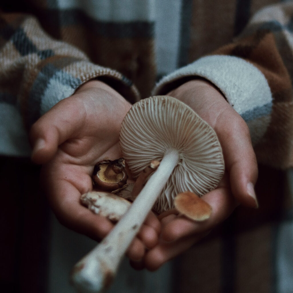 how-to-start-mushroom-farming-in-India