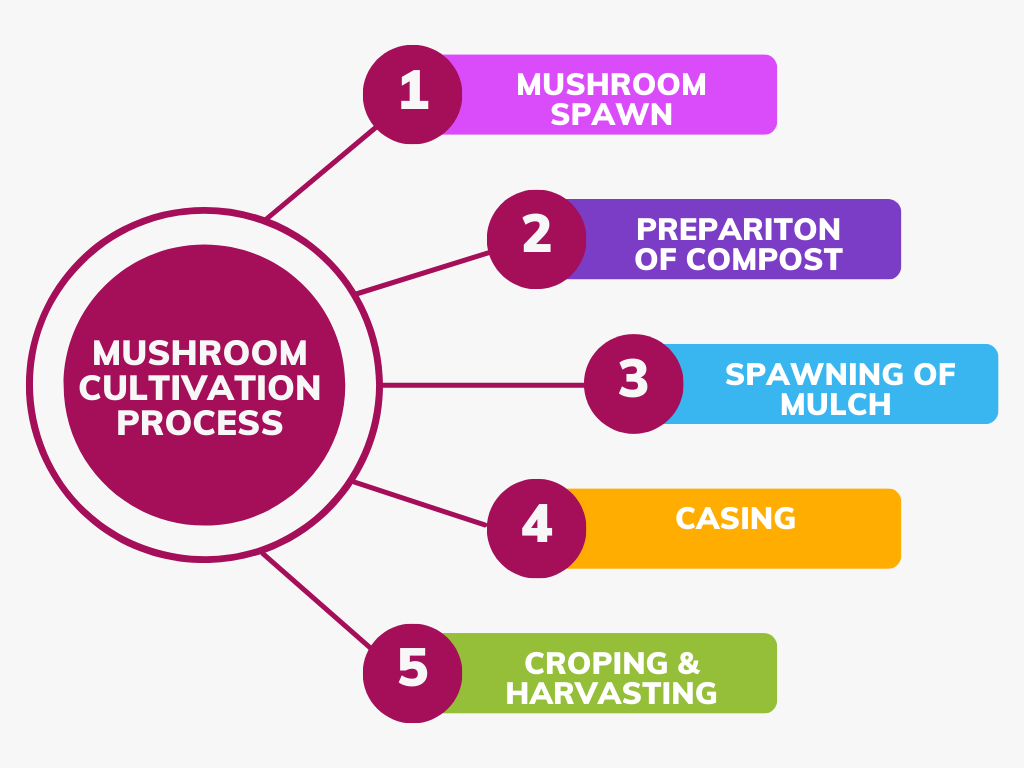 How-to-start-mushroom-farming-in-India